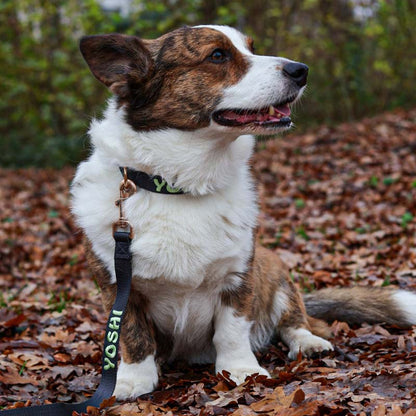 Collare Classico per Cani Raven Illume Nero