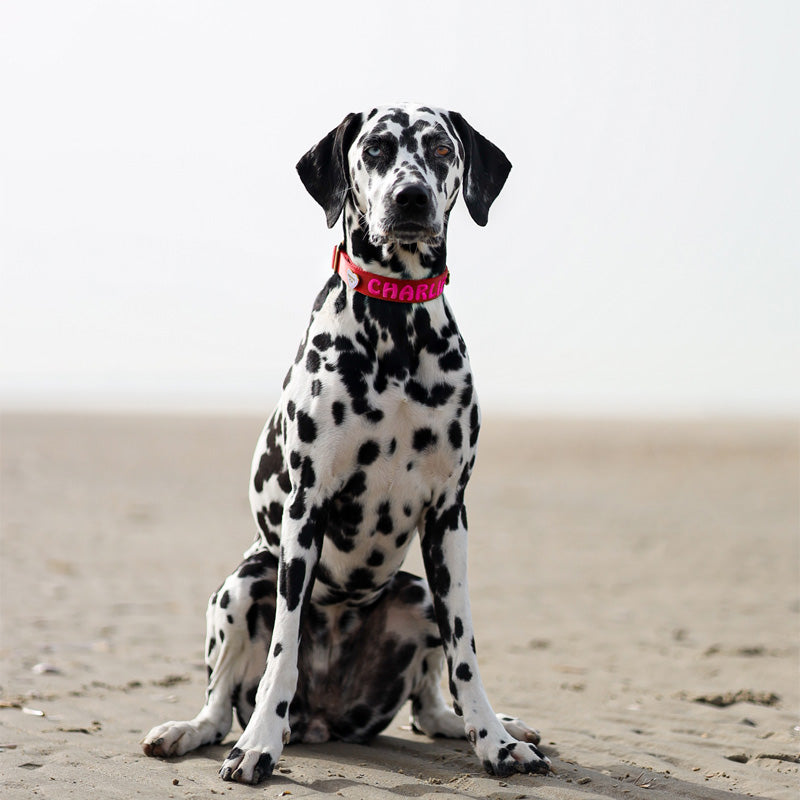 Collare Classico Cani Ruby Gale Rosso Rubino