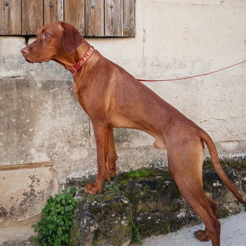 Collare Classico Cani Ruby Gale Rosso Rubino