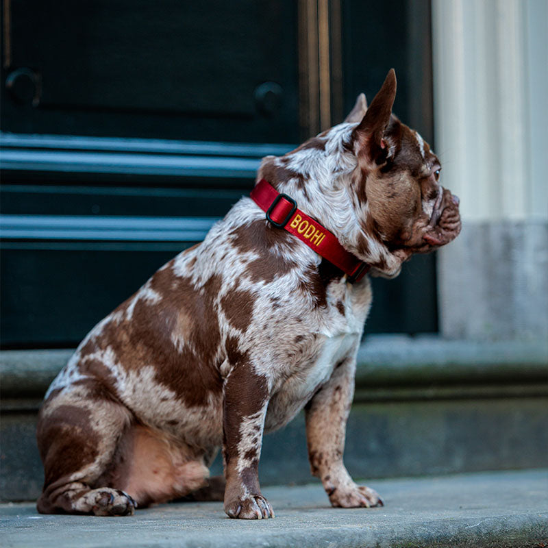 Collare Tattico Cani Ruby Vandal Rosso Rubino