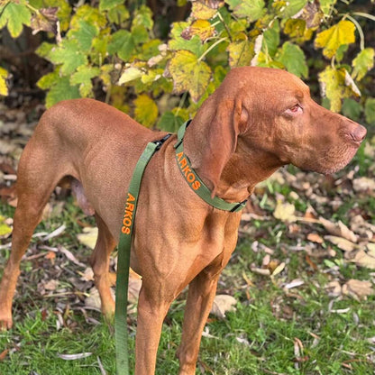 Collare Tattico Cani Moss Forge Verde Oliva