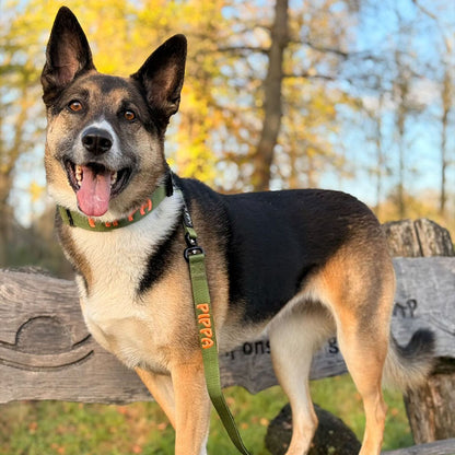 Collare Tattico Cani Moss Forge Verde Oliva