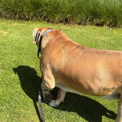 Collare Tattico Cani Raven Vex Nero