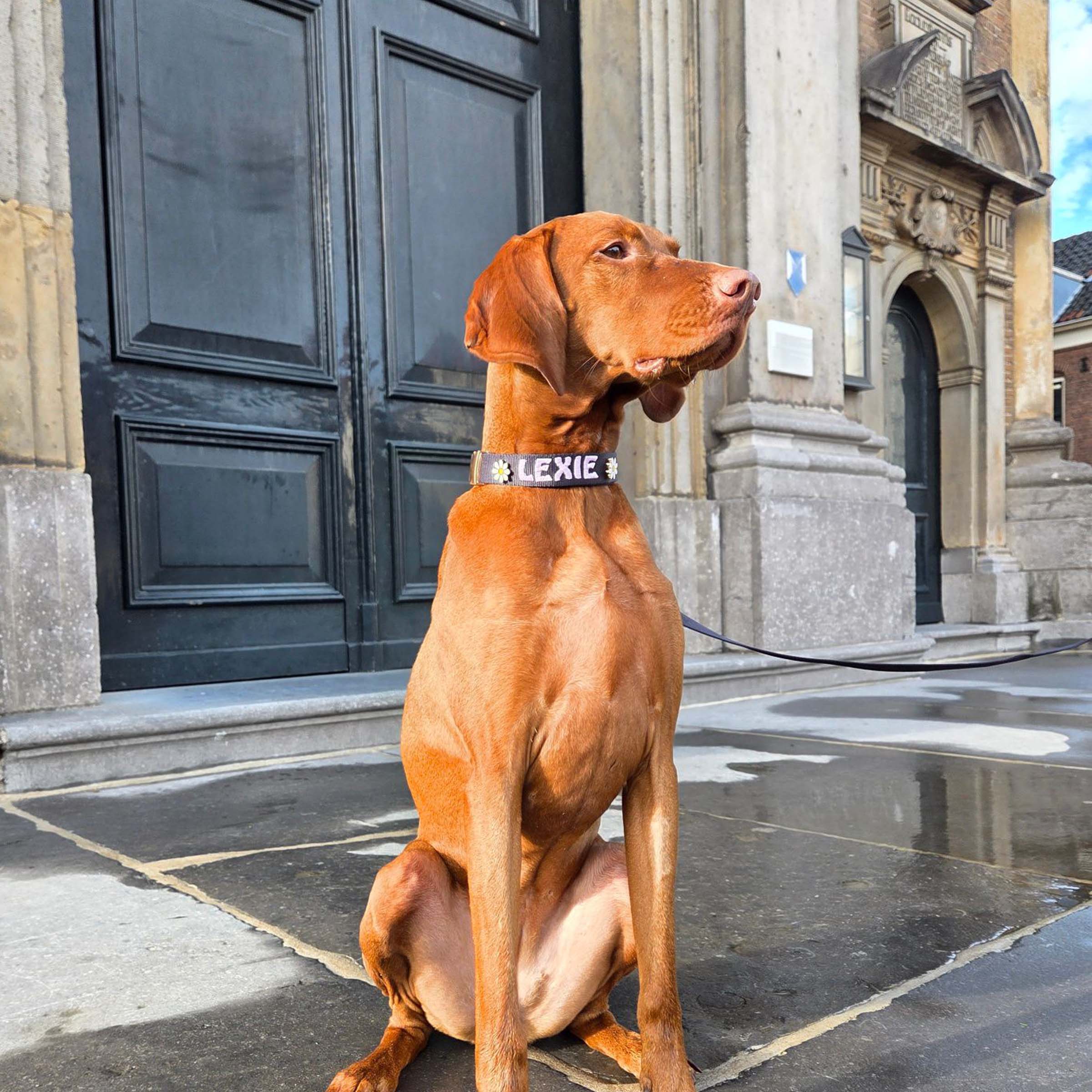 Collare Classico Cani Raven Illume Nero