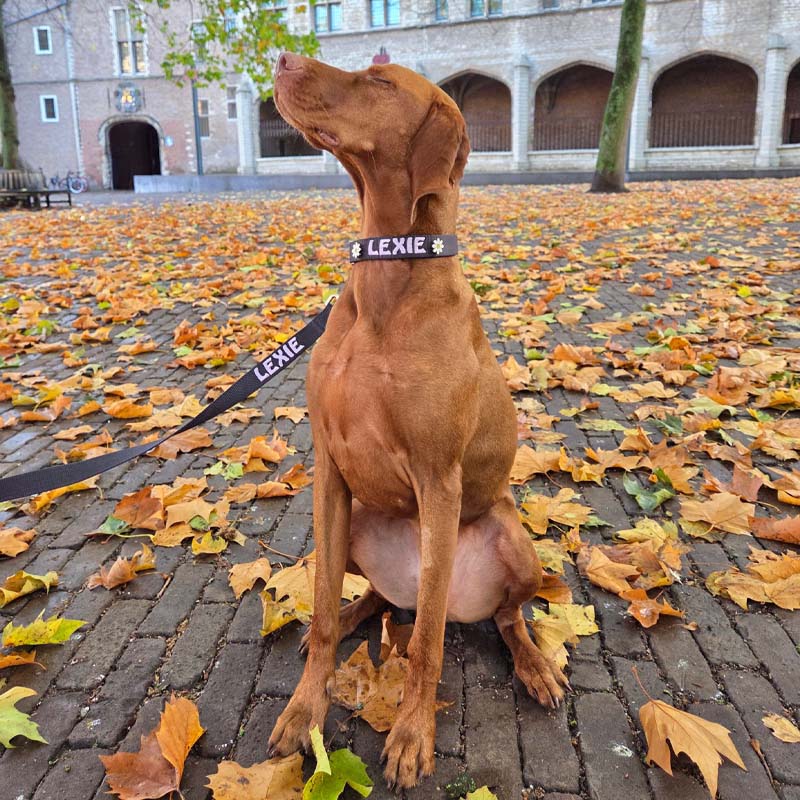 Collare Classico per Cani Raven Illume Nero